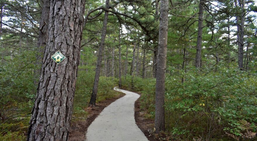 pine barrens