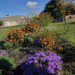 Gardens and Green Thumbs