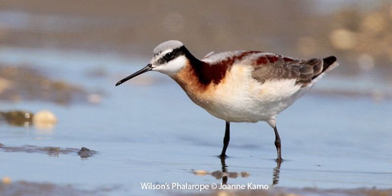 Wilson’s Phalarope 