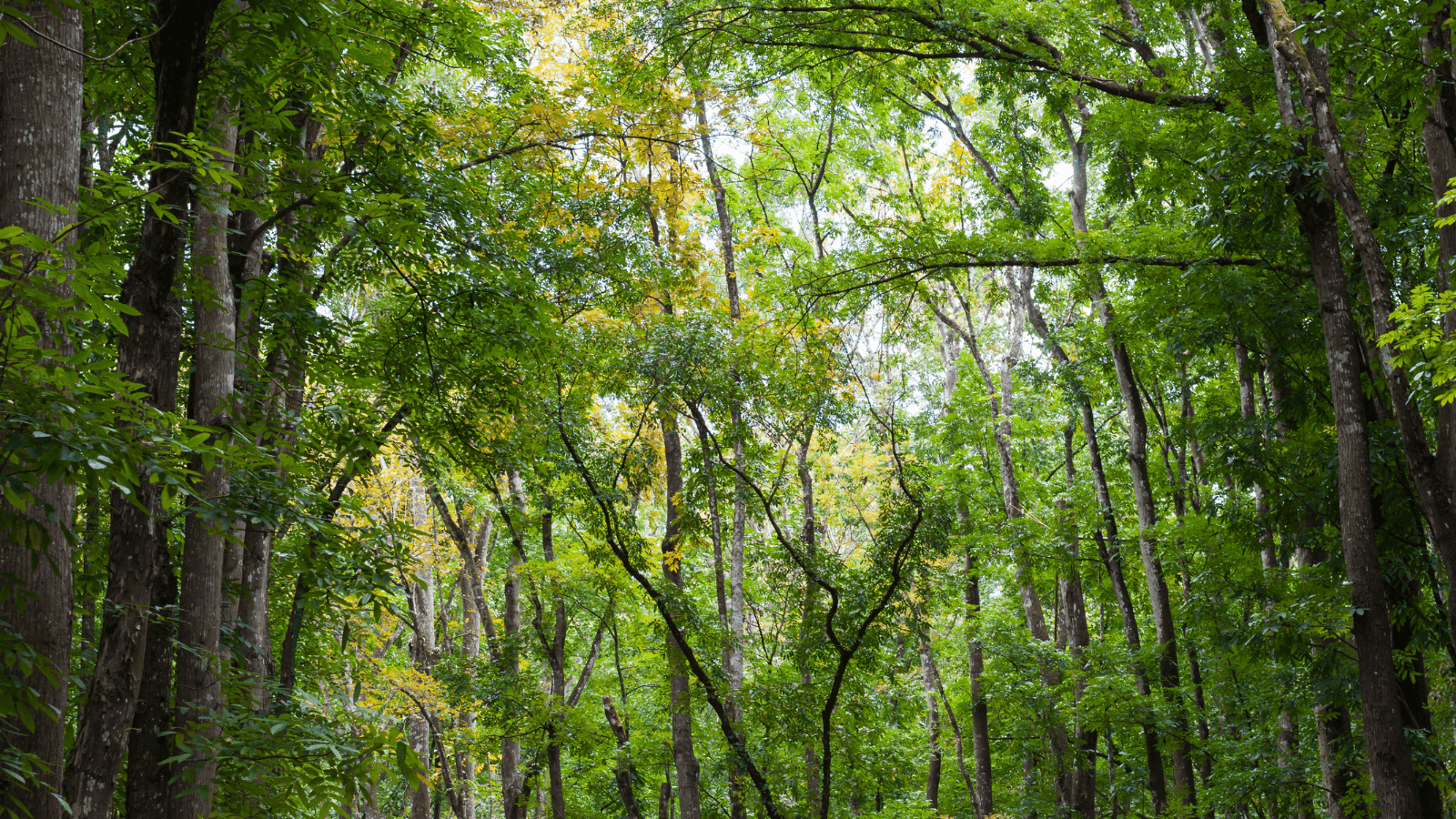 forest of green trees