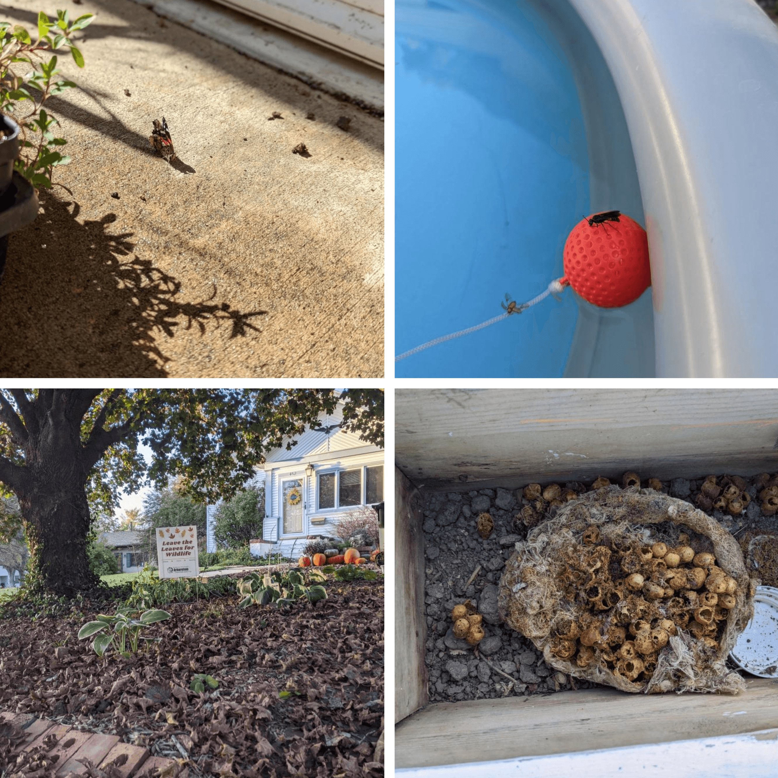 Butterfly drinking from the pores in concrete. Insects using floating pool toys to get a drink. Leave the Leaves signs help tell others what you're up to in your garden. Bumble Bee nest of empty honeypots.