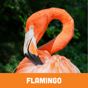 Caribbean Flamingo
