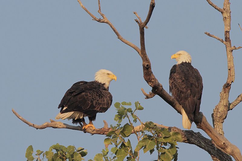 The Bald Eagle in Coastal Texas - Round Top