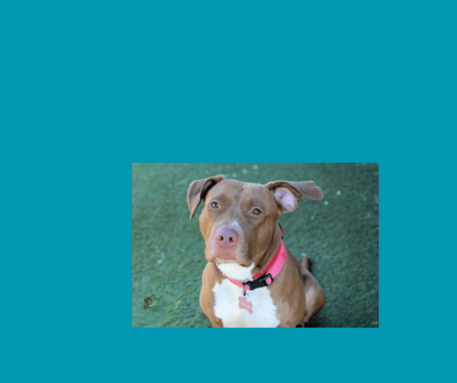 Please read Rosie’s story — she needs you today.