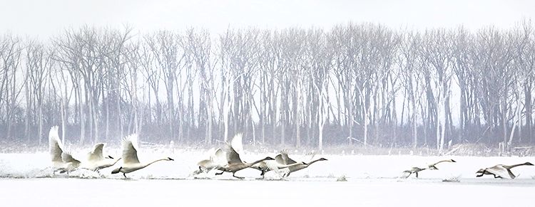 Photo of DeSoto Swans by Joe Burns