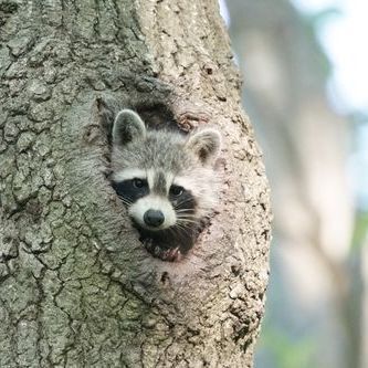 Young raccoon in a tree cavity