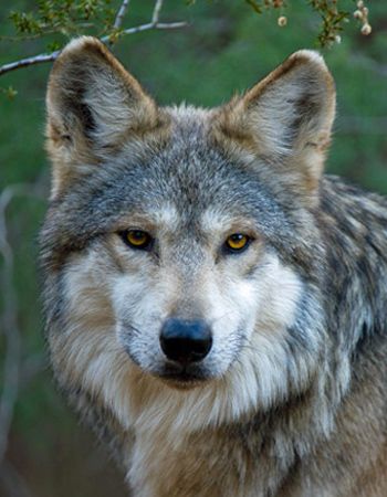 why is the endangered gray wolf