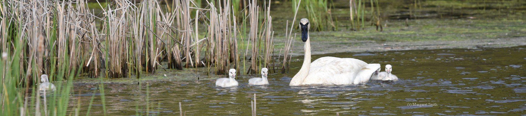 Your tax deductible donation shows your love for swan conservation