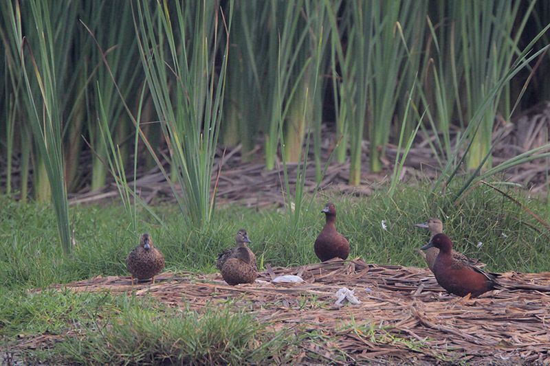 Cinnamon Teal