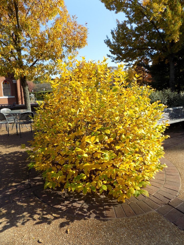 Sweet-Shrub - Sapling (2'-4')