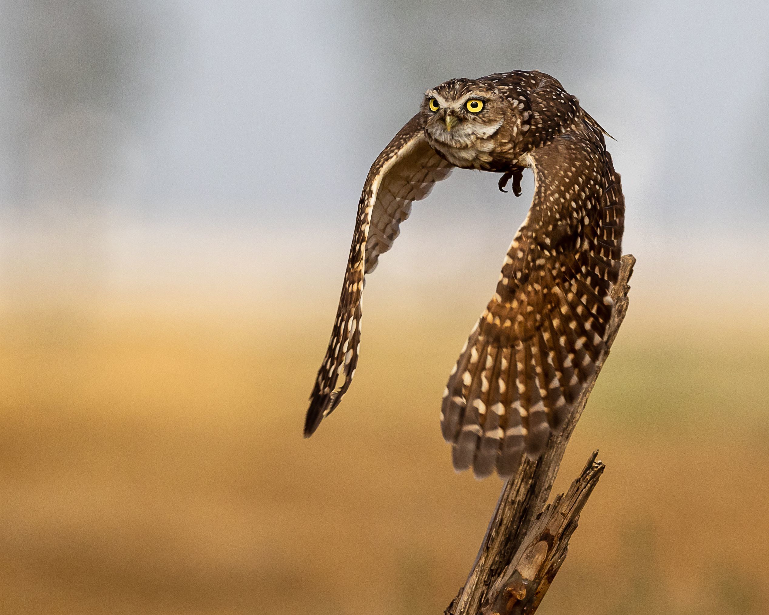 Burrowing Owl by Tammy Kokjohn.