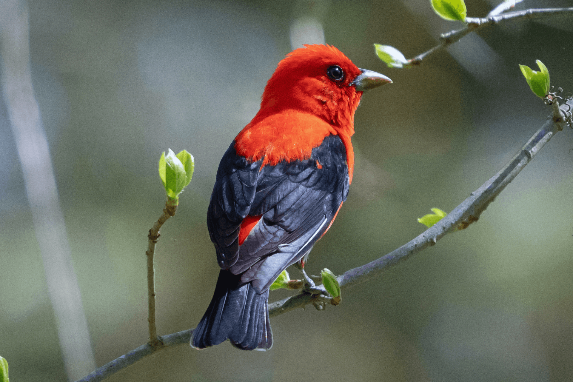 Scarlet Tanager