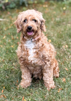 Zoja - ADOPTED