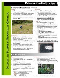 Dalmatian toadflax stem weevil info sheet