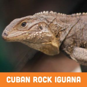 Cuban Rock Iguana