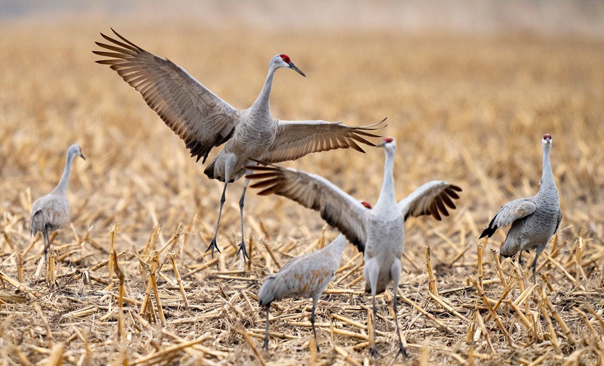 Sandhill cranes will be Returning to North Platte Nebraska