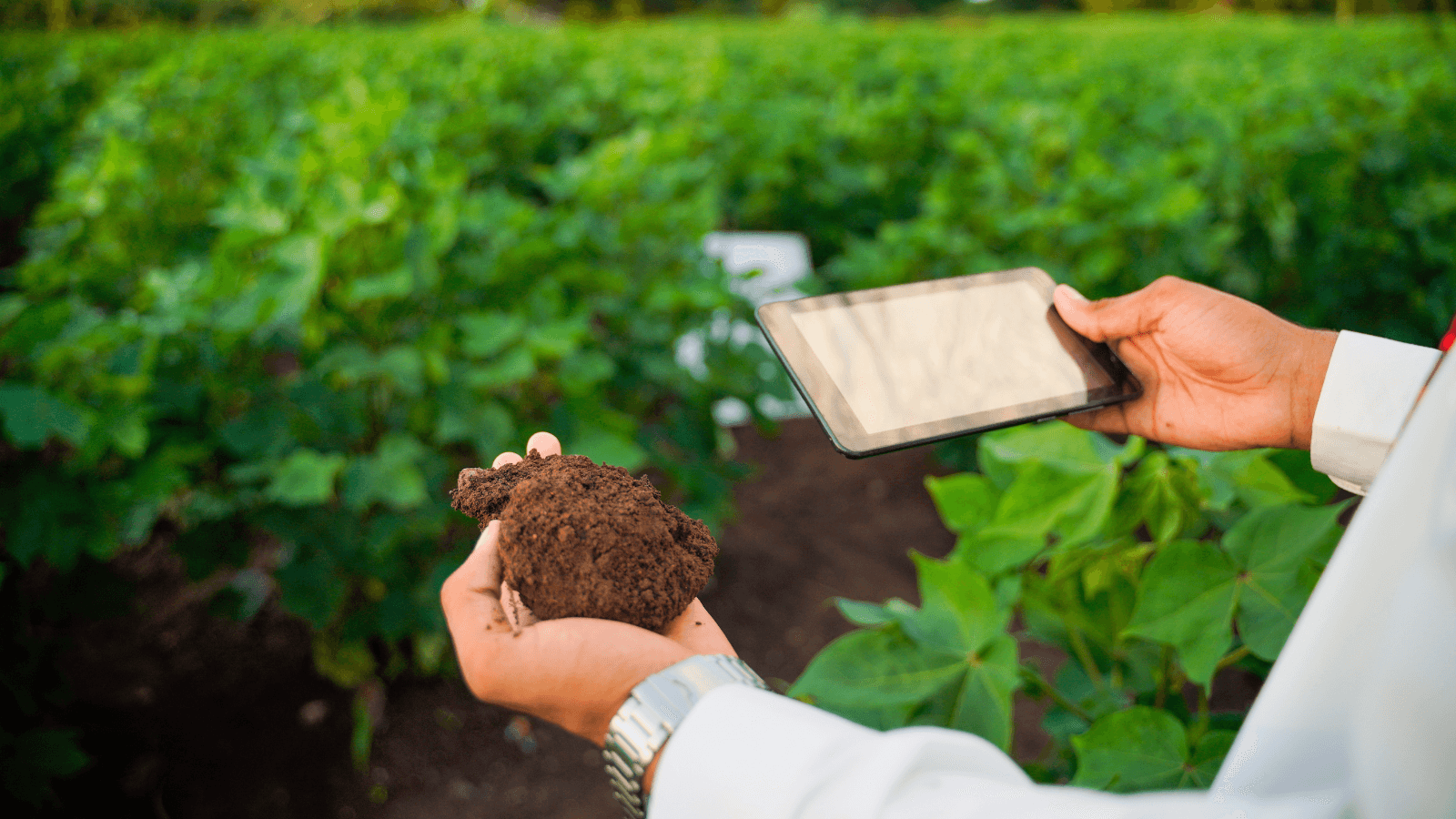 a person holding a handful of soil in one hand and a small tablet in the other, green plants on a farm in the background