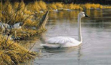 Spring Thaw - Trumpeter Swan, $40