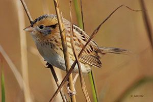 Le Conte's Sparrow