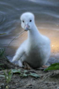Your gift of stock will help grow our swan programs
