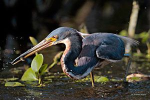 Tricolored Heron (nonbreeding plumage)