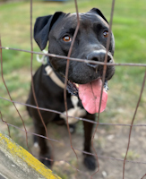 ZZ - Classified Ad - Charlie - rehomed