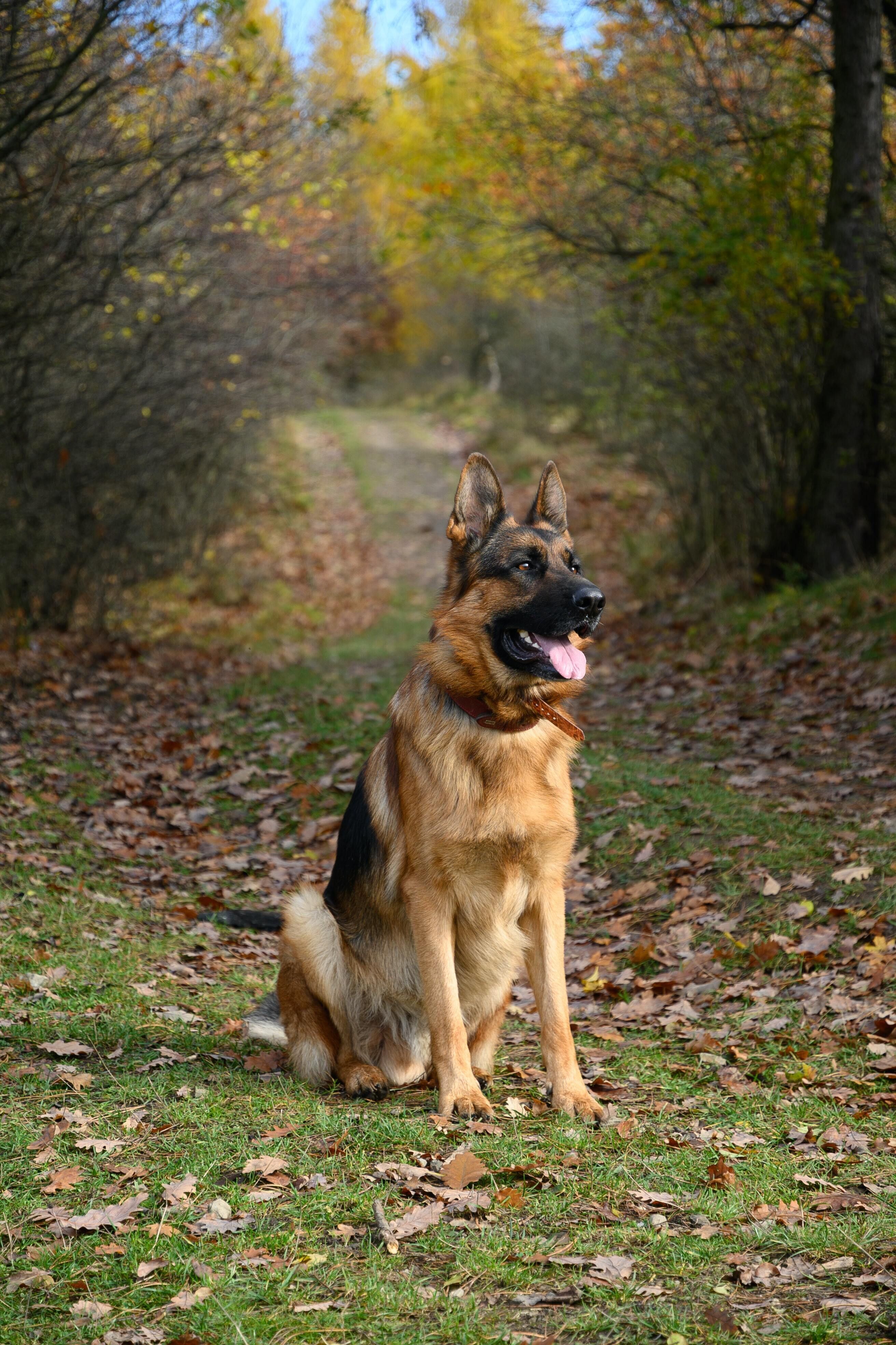 guide dogs german shepherd