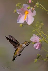 Ruby-throated Hummingbird immature male on saltmarsh mallow