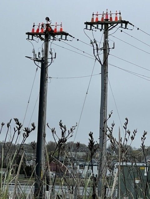 Why are there traffic cones and / or bird spikes on an area where there was previously an Osprey nest?