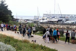 WALK YOUR OWN DOG TO RAISE FUNDS FOR SPCA ANIMALS