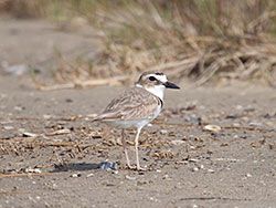 Wilson's Plover