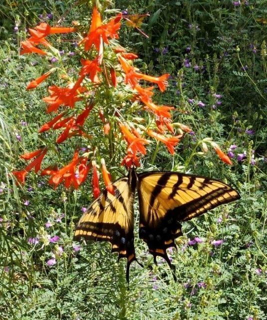 Gardening, Texas Native Plants, Texas Master Naturalist, Plant lovers, Free event