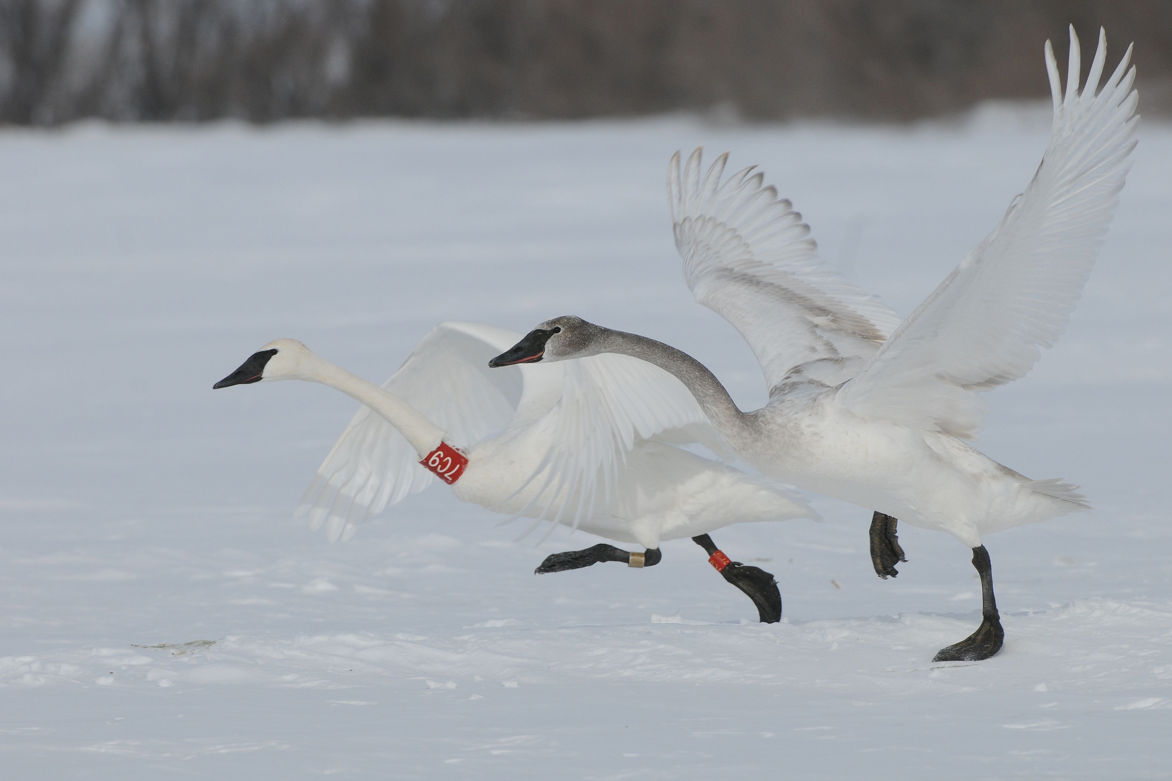 Iowa swan with a neck collar and colored leg band