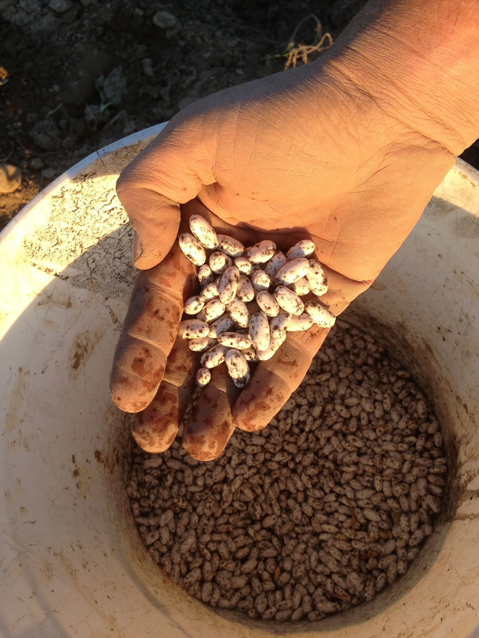 Grains & Staples Regional Food Programs Programs Glynwood