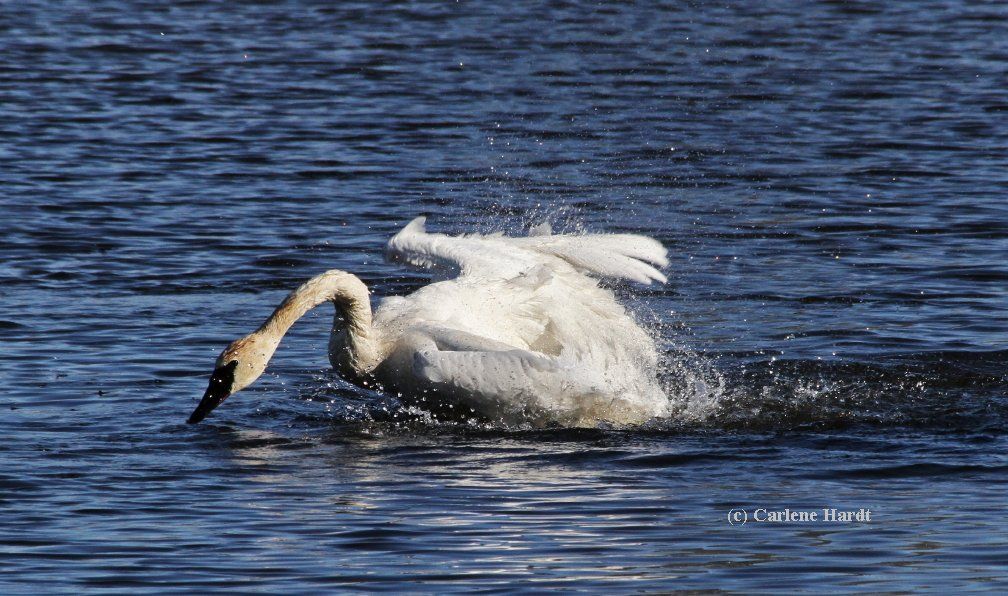 My Swan Story by Carlene H.
