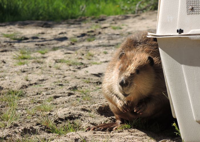 Beaver from Tempe Town Lake Released