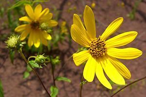 Hairy Sunflower