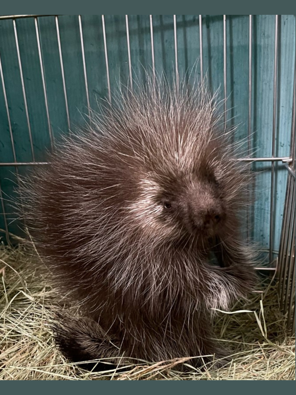 The prickly porcupine sits on a soft bed of hay in its enclosure and looks toward the camera. Maybe the photographer has food??