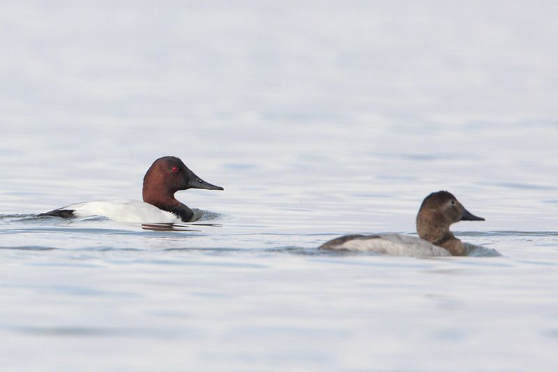 Canvasback