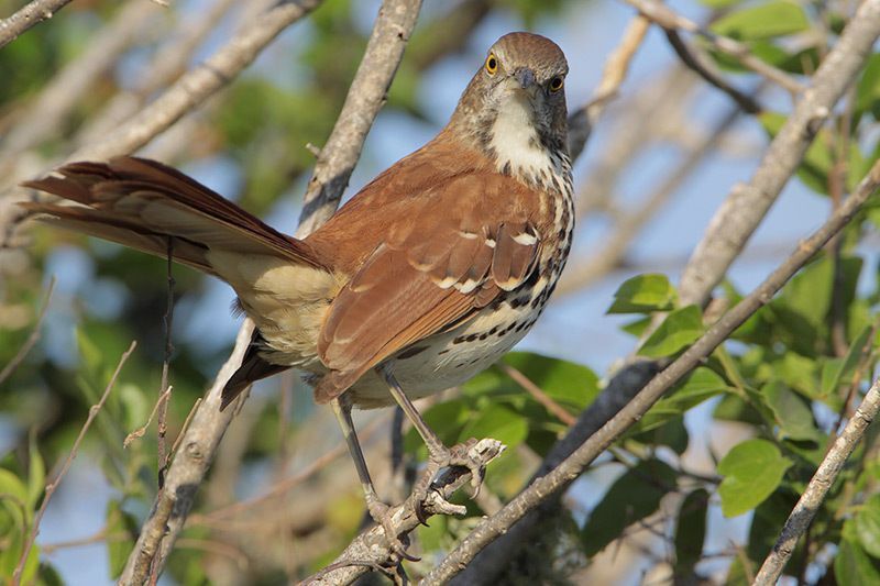 Brown Thrasher