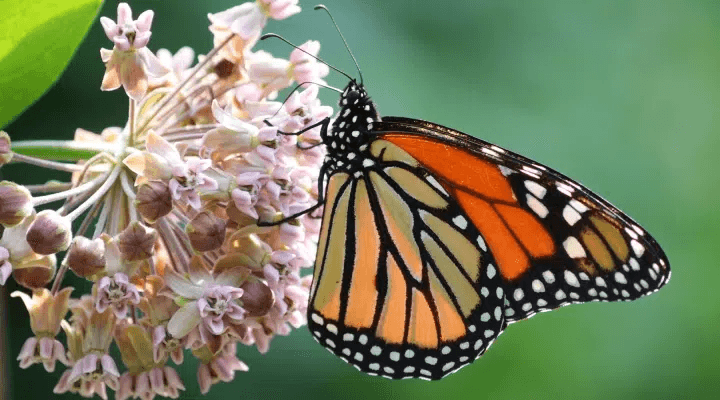 Monarch Butterflies Need Help, and a Little Bit of Milkweed Goes a Long Way