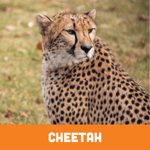 Cheetah