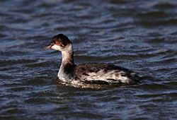 Eared Grebe (nonbreeding)