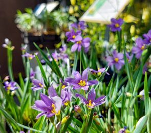 Native Plant Sale