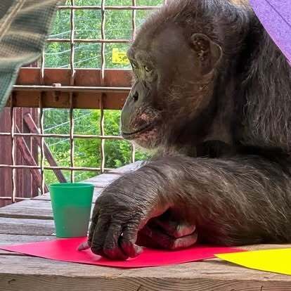 chimpanzee enrichment