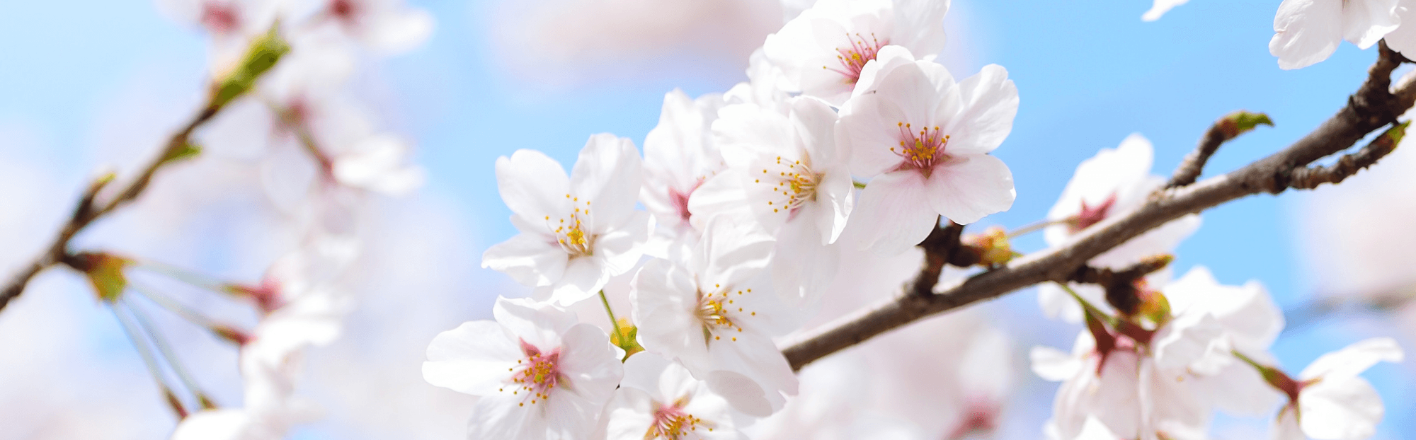 Friends of the Foundation Luncheon