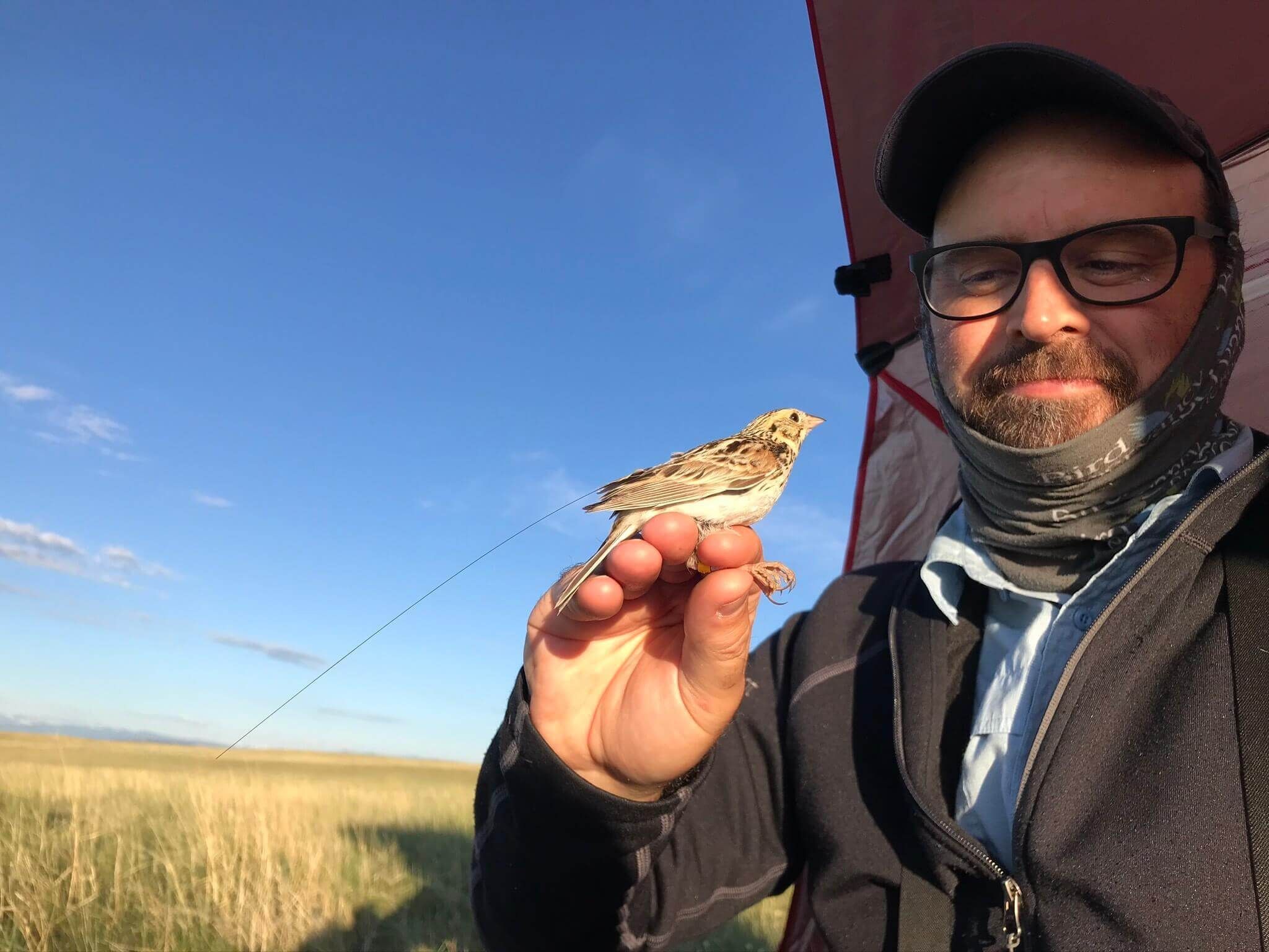 Matt Webb holds a radio-tagged Baird’s Sparrow at Soapstone Prairie Natural Area. Photo: Erin Strasser