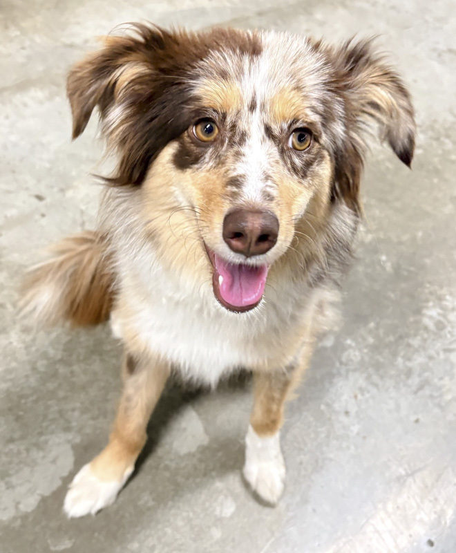 Nyla