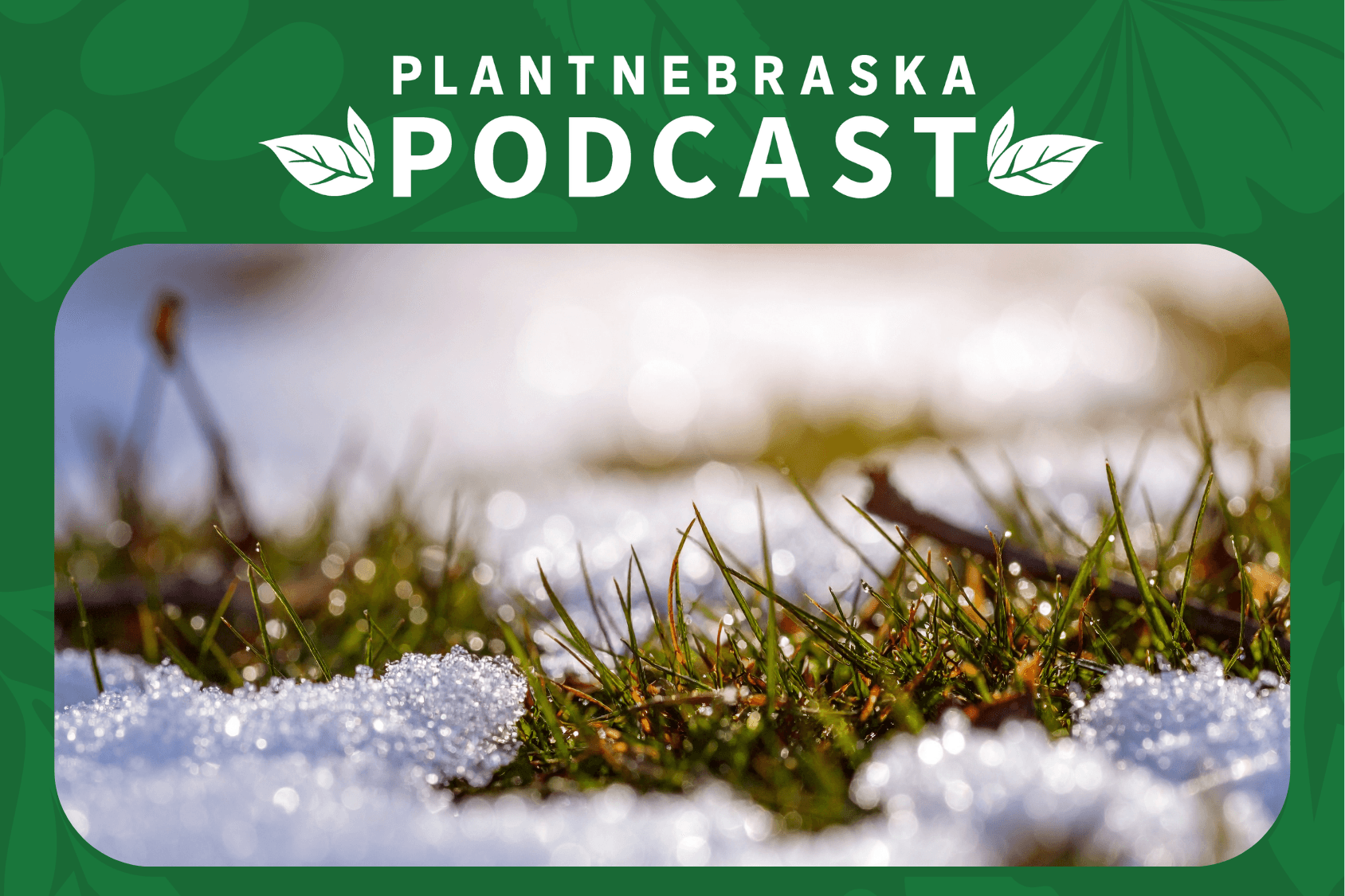 grass peeking through melting snow