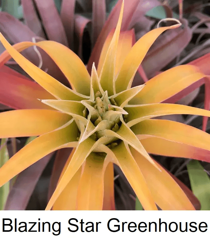 Blazing Star Greenhouse
